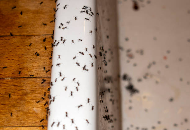 Best Bed Bug Extermination  in Overland Park, KS