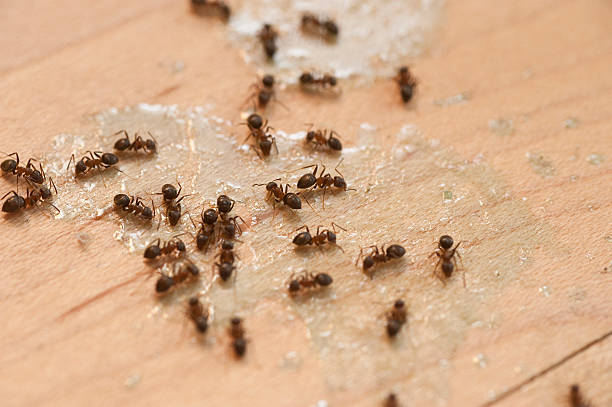 Best Wasp Removal Services  in Overland Park, KS